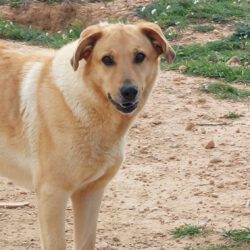 Jessi <img src='http://refugio-casas-ibanez.com/wp-content/uploads/2016/09/fahne_spanien_mini.jpg'>