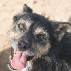 Lupo <img src='http://refugio-casas-ibanez.com/wp-content/uploads/2016/09/fahne_spanien_mini.jpg'>