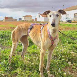 Lili <img src='http://refugio-casas-ibanez.com/wp-content/uploads/2016/09/fahne_spanien_mini.jpg'>