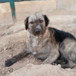 Yaina    <img src='http://refugio-casas-ibanez.com/wp-content/uploads/2016/09/fahne_mini.jpg'