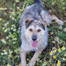 Nilo <img src='http://refugio-casas-ibanez.com/wp-content/uploads/2016/09/fahne_spanien_mini.jpg'>