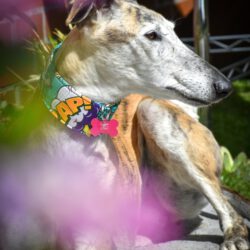 Lili  <img src='http://refugio-casas-ibanez.com/wp-content/uploads/2016/09/fahne_mini.jpg'
