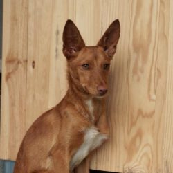 Nislo    <img src='http://refugio-casas-ibanez.com/wp-content/uploads/2016/09/fahne_mini.jpg'