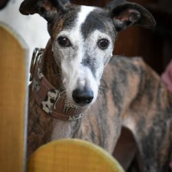 Uma     <img src='http://refugio-casas-ibanez.com/wp-content/uploads/2016/09/fahne_mini.jpg'