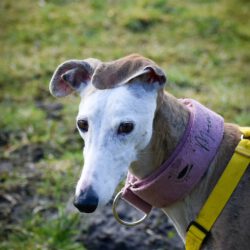 Careta    <img src='http://refugio-casas-ibanez.com/wp-content/uploads/2016/09/fahne_mini.jpg'