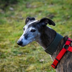 Uma     <img src='http://refugio-casas-ibanez.com/wp-content/uploads/2016/09/fahne_mini.jpg'