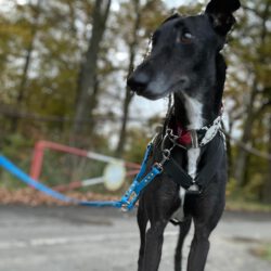 Momo    <img src='http://refugio-casas-ibanez.com/wp-content/uploads/2016/09/fahne_mini.jpg'