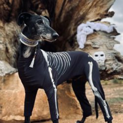 Dalton  <img src='http://refugio-casas-ibanez.com/wp-content/uploads/2016/09/fahne_mini.jpg'