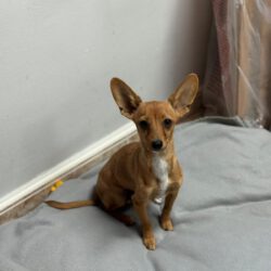 Dany –  <img src='http://refugio-casas-ibanez.com/wp-content/uploads/2016/09/fahne_mini.jpg'