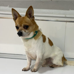 Peque    <img src='http://refugio-casas-ibanez.com/wp-content/uploads/2016/09/fahne_mini.jpg'