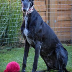 Dalton  <img src='http://refugio-casas-ibanez.com/wp-content/uploads/2016/09/fahne_mini.jpg'