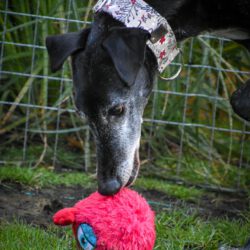 Dalton  <img src='http://refugio-casas-ibanez.com/wp-content/uploads/2016/09/fahne_mini.jpg'