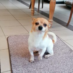 Peque    <img src='http://refugio-casas-ibanez.com/wp-content/uploads/2016/09/fahne_mini.jpg'