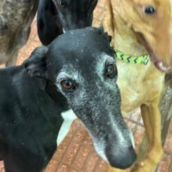 Bonita <img src='http://refugio-casas-ibanez.com/wp-content/uploads/2016/09/fahne_mini.jpg'