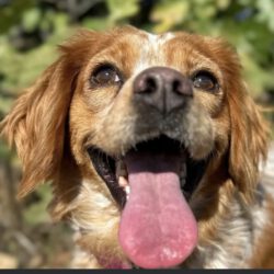 Eli    <img src='http://refugio-casas-ibanez.com/wp-content/uploads/2016/09/fahne_mini.jpg'