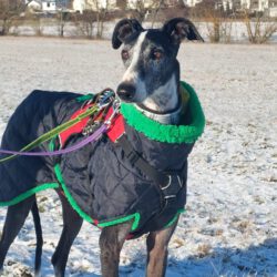 Jordi  <img src='http://refugio-casas-ibanez.com/wp-content/uploads/2016/09/fahne_mini.jpg'