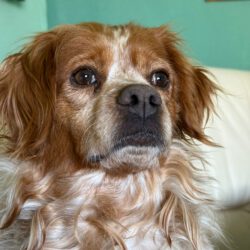 Eli   <img src='http://refugio-casas-ibanez.com/wp-content/uploads/2016/09/fahne_mini.jpg'