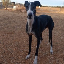 Jordi  <img src='http://refugio-casas-ibanez.com/wp-content/uploads/2016/09/fahne_mini.jpg'