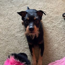 Duque   <img src='http://refugio-casas-ibanez.com/wp-content/uploads/2016/09/fahne_mini.jpg'