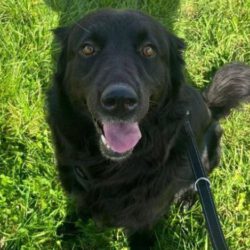 Chanel   <img src='http://refugio-casas-ibanez.com/wp-content/uploads/2016/09/fahne_mini.jpg' > Vermittlungshilfe