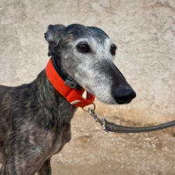 Moira <img src='http://refugio-casas-ibanez.com/wp-content/uploads/2016/09/fahne_mini.jpg'