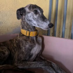 Pimienta  <img src='http://refugio-casas-ibanez.com/wp-content/uploads/2016/09/fahne_mini.jpg'