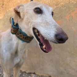 Sierra <img src='http://refugio-casas-ibanez.com/wp-content/uploads/2016/09/fahne_mini.jpg'