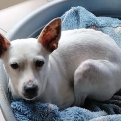 Nala <img src='http://refugio-casas-ibanez.com/wp-content/uploads/2016/09/fahne_mini.jpg'