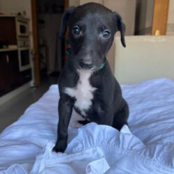 Nero   <img src='http://refugio-casas-ibanez.com/wp-content/uploads/2016/09/fahne_spanien_mini.jpg'>