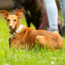 Camillo  <img src='http://refugio-casas-ibanez.com/wp-content/uploads/2016/09/fahne_mini.jpg' > Vermittlungshilfe