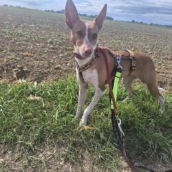 Susi    <img src='http://refugio-casas-ibanez.com/wp-content/uploads/2016/09/fahne_mini.jpg'