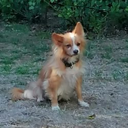 Canela  <img src='http://refugio-casas-ibanez.com/wp-content/uploads/2016/09/fahne_mini.jpg'