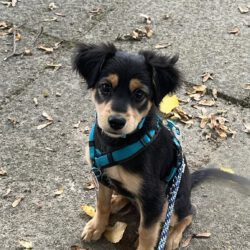 Ares (ehem. Pumba)  <img src='http://refugio-casas-ibanez.com/wp-content/uploads/2016/09/fahne_mini.jpg'