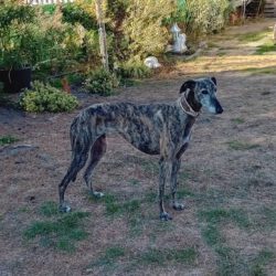 Olivia <img src='http://refugio-casas-ibanez.com/wp-content/uploads/2016/09/fahne_mini.jpg'