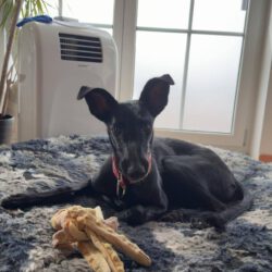 Frida  <img src='http://refugio-casas-ibanez.com/wp-content/uploads/2016/09/fahne_mini.jpg'