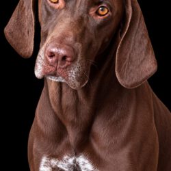 Hugo  <img src='http://refugio-casas-ibanez.com/wp-content/uploads/2016/09/fahne_mini.jpg' > Vermittlungshilfe