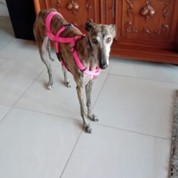 Olivia <img src='http://refugio-casas-ibanez.com/wp-content/uploads/2016/09/fahne_mini.jpg'